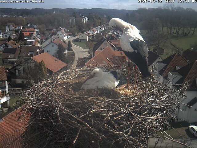 Archiv Foto Webcam Storchennest Bad Waldsee