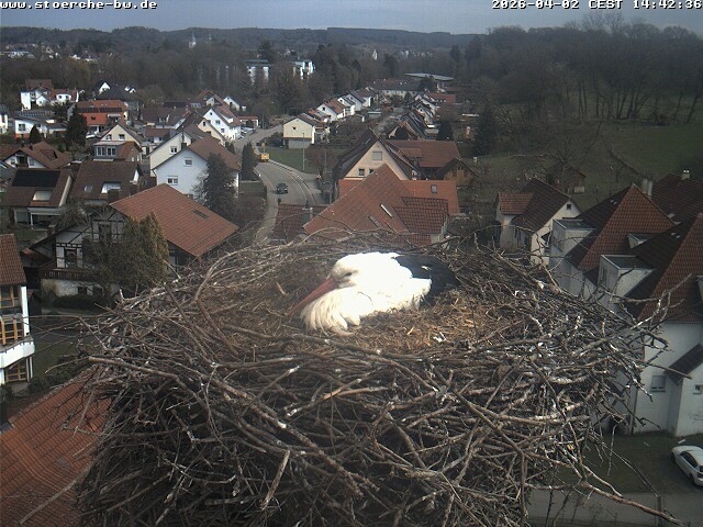 Archiv Foto Webcam Storchennest Bad Waldsee