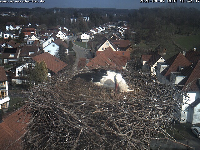 Archiv Foto Webcam Storchennest Bad Waldsee