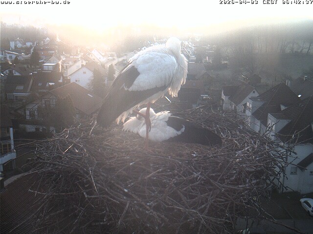 Archiv Foto Webcam Storchennest Bad Waldsee