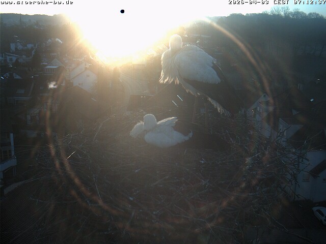 Archiv Foto Webcam Storchennest Bad Waldsee