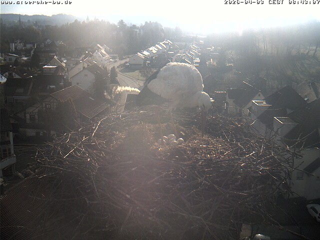 Archiv Foto Webcam Storchennest Bad Waldsee