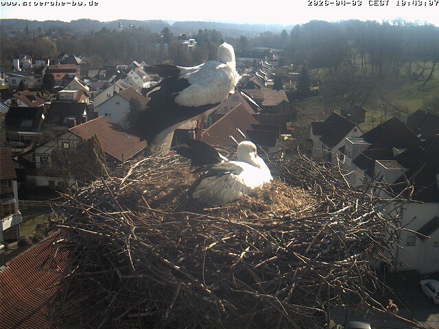 Archiv Foto Webcam Storchennest Bad Waldsee