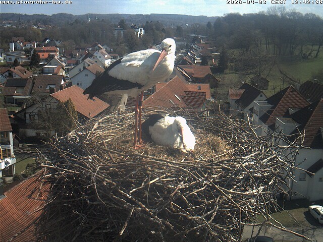Archiv Foto Webcam Storchennest Bad Waldsee