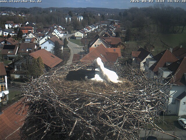 Archiv Foto Webcam Storchennest Bad Waldsee