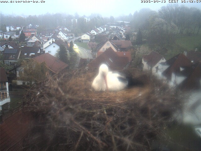 Archived image Webcam Stork's Nest Bad Waldsee