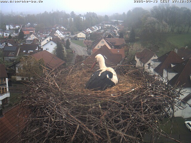 Archived image Webcam Stork's Nest Bad Waldsee