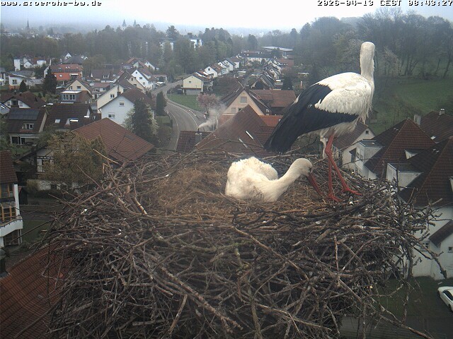 Archived image Webcam Stork's Nest Bad Waldsee