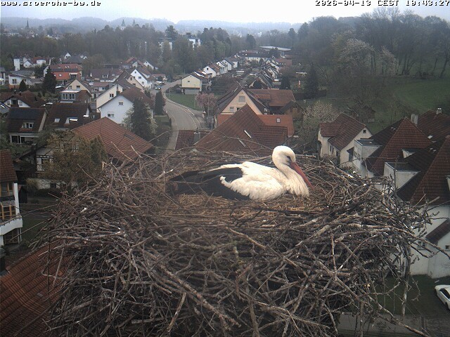 Archived image Webcam Stork's Nest Bad Waldsee