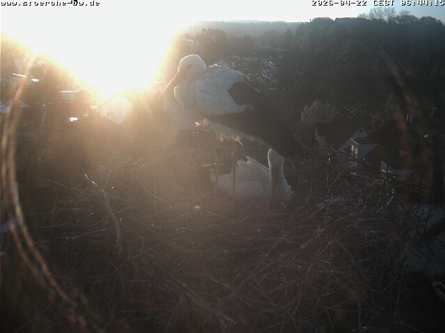 Archiv Foto Webcam Storchennest Bad Waldsee