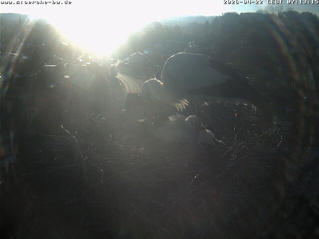 Archiv Foto Webcam Storchennest Bad Waldsee