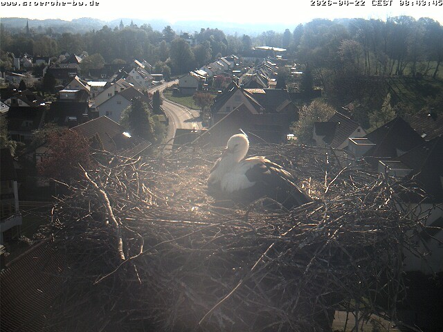 Archiv Foto Webcam Storchennest Bad Waldsee
