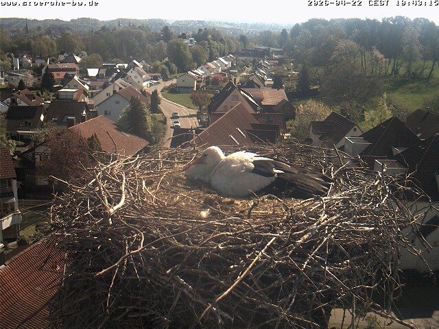 Archiv Foto Webcam Storchennest Bad Waldsee