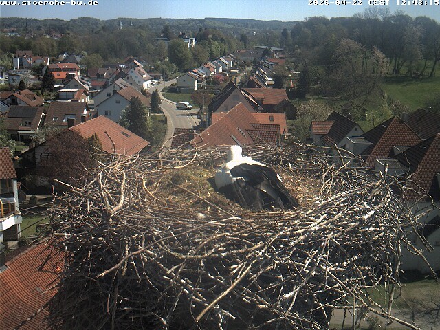 Archiv Foto Webcam Storchennest Bad Waldsee