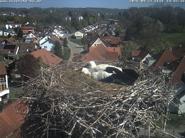 Archiv Foto Webcam Storchennest Bad Waldsee