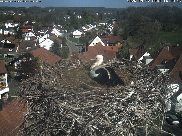 Archiv Foto Webcam Storchennest Bad Waldsee