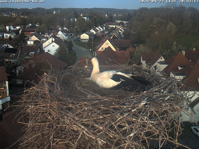 Archiv Foto Webcam Storchennest Bad Waldsee