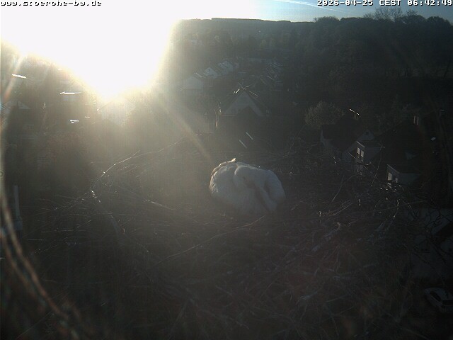 Archiv Foto Webcam Storchennest Bad Waldsee