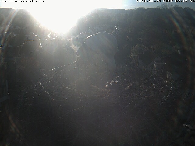 Archiv Foto Webcam Storchennest Bad Waldsee