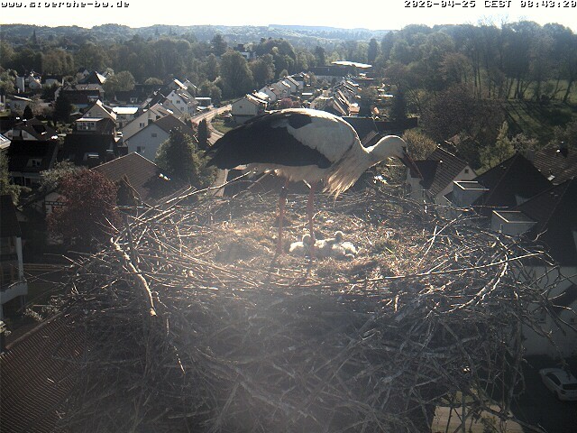 Archiv Foto Webcam Storchennest Bad Waldsee