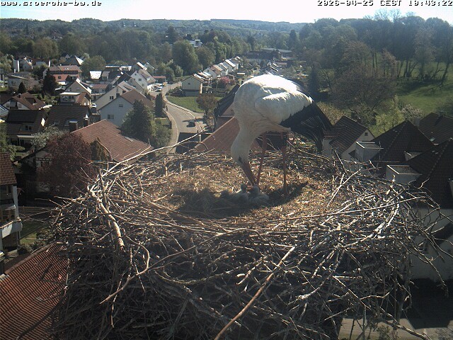 Archiv Foto Webcam Storchennest Bad Waldsee