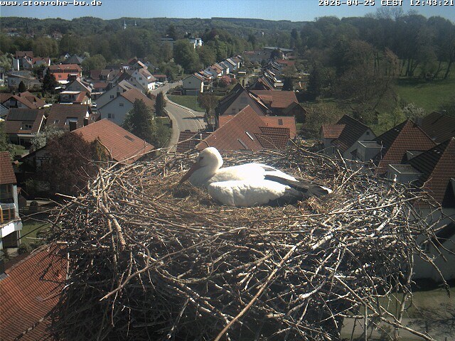 Archiv Foto Webcam Storchennest Bad Waldsee