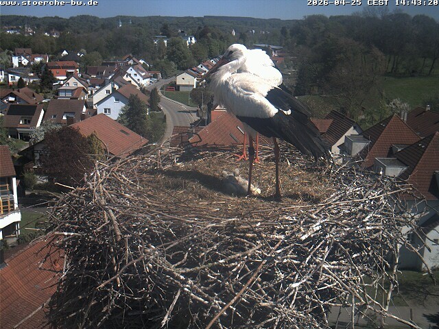 Archiv Foto Webcam Storchennest Bad Waldsee