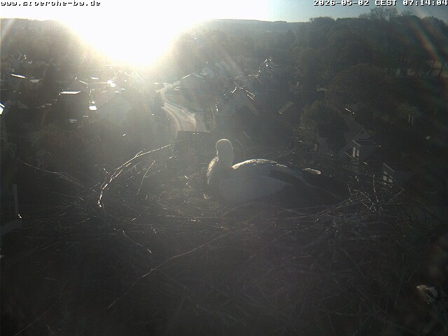 Archiv Foto Webcam Storchennest Bad Waldsee