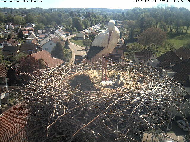 Archiv Foto Webcam Storchennest Bad Waldsee