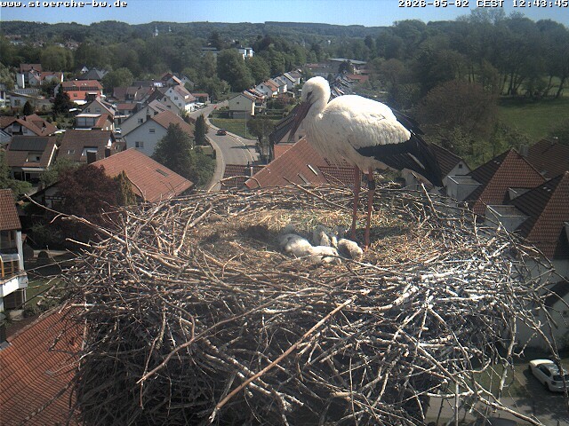 Archived image Webcam Stork's Nest Bad Waldsee