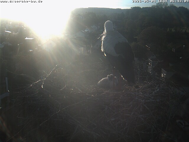 Archiv Foto Webcam Storchennest Bad Waldsee