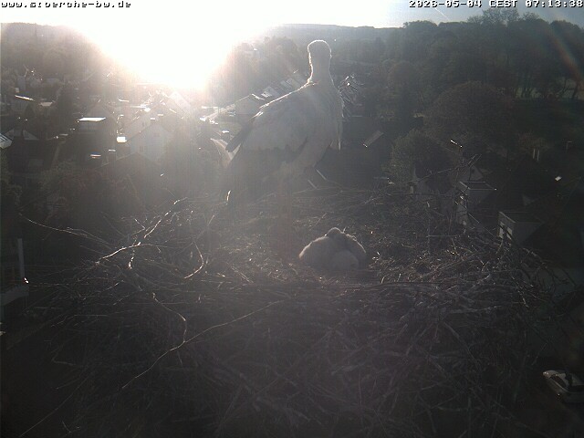 Archiv Foto Webcam Storchennest Bad Waldsee