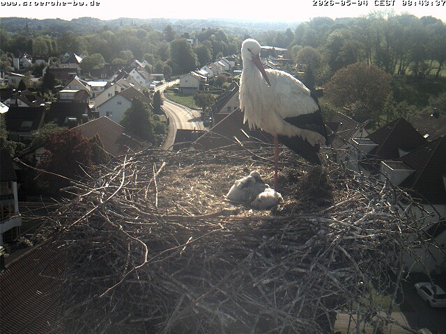 Archiv Foto Webcam Storchennest Bad Waldsee