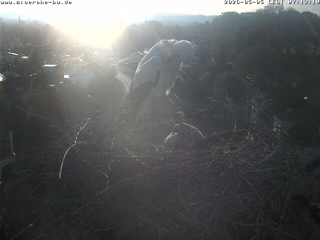 Archiv Foto Webcam Storchennest Bad Waldsee