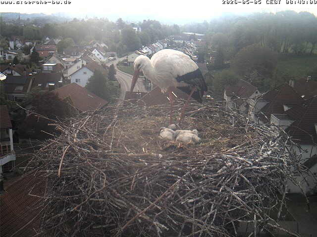 Archiv Foto Webcam Storchennest Bad Waldsee