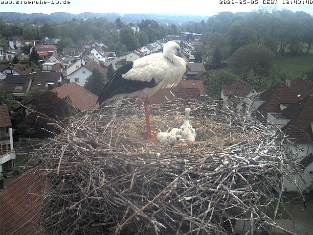 Archiv Foto Webcam Storchennest Bad Waldsee