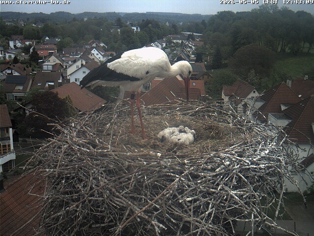 Archiv Foto Webcam Storchennest Bad Waldsee