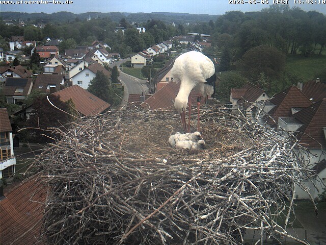 Archiv Foto Webcam Storchennest Bad Waldsee