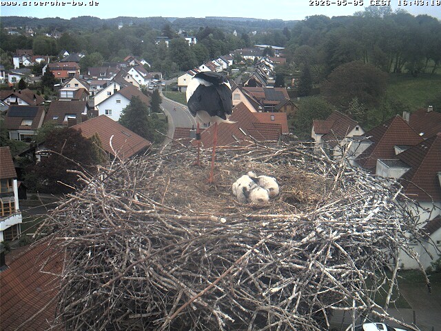 Archiv Foto Webcam Storchennest Bad Waldsee