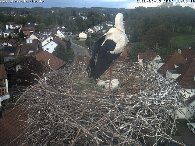 Archiv Foto Webcam Storchennest Bad Waldsee