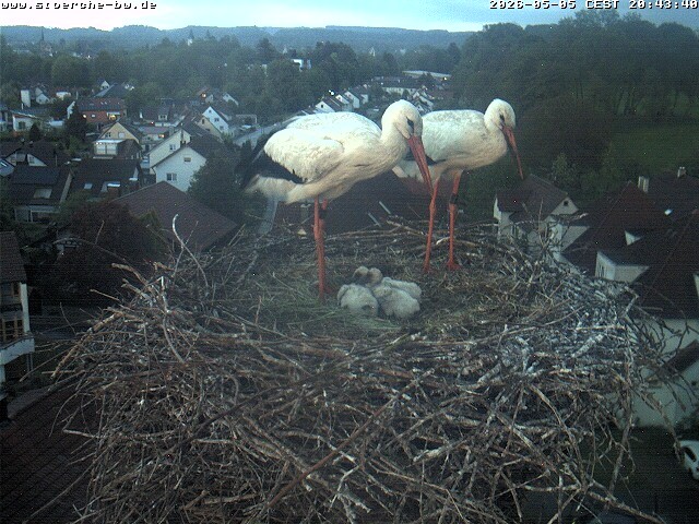 Archiv Foto Webcam Storchennest Bad Waldsee