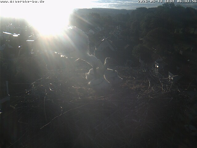 Archiv Foto Webcam Storchennest Bad Waldsee