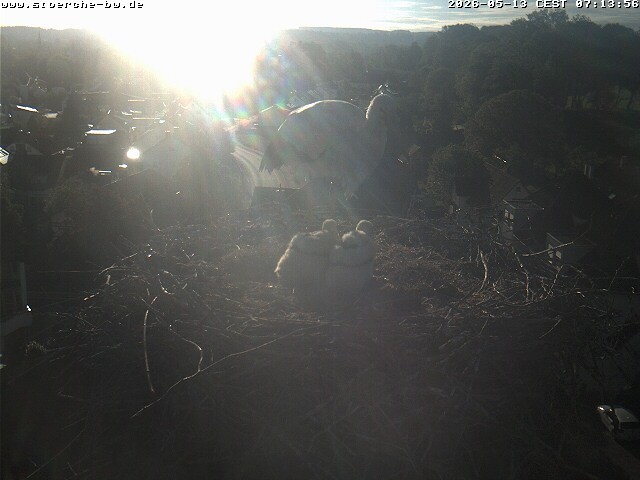 Archiv Foto Webcam Storchennest Bad Waldsee