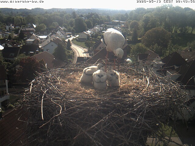 Archiv Foto Webcam Storchennest Bad Waldsee
