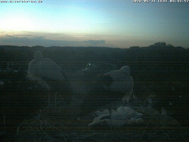Archiv Foto Webcam Storchennest Bad Waldsee