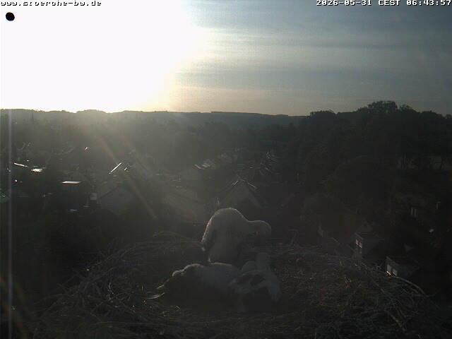Archiv Foto Webcam Storchennest Bad Waldsee