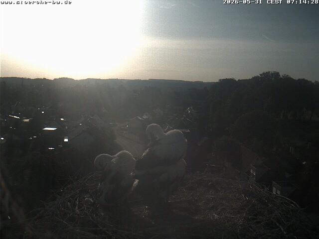 Archiv Foto Webcam Storchennest Bad Waldsee