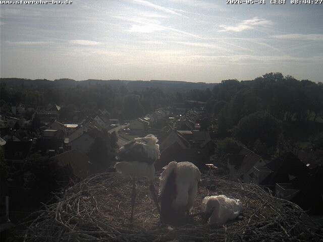 Archiv Foto Webcam Storchennest Bad Waldsee