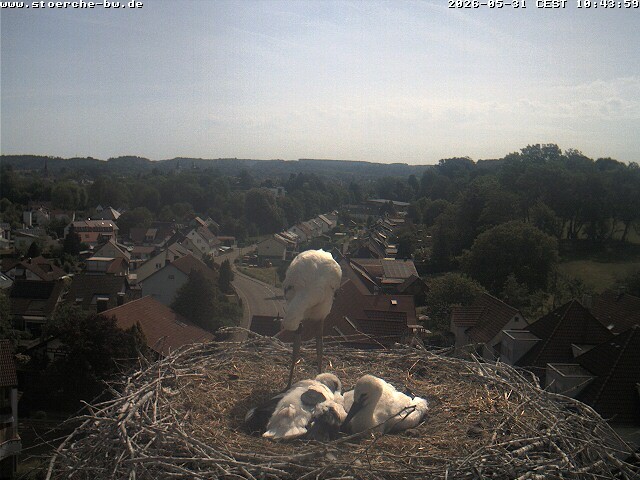 Archiv Foto Webcam Storchennest Bad Waldsee