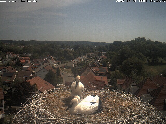 Archiv Foto Webcam Storchennest Bad Waldsee